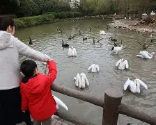 九游娱乐-现nba鹈鹕队球员名单